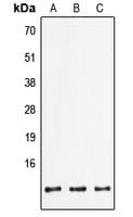FXYD2 Antibody (C-Terminus)
