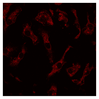 IHC-plus™ RAB8A / RAB8 Antibody (C-Terminus)