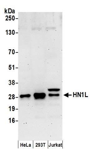 HN1L Antibody (aa140-190)