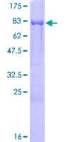 Human CARD9 Protein (Recombinant GST)