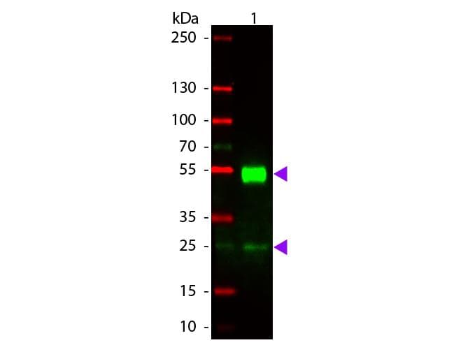 Polyclonal Rabbit Anti-Mouse IgG Secondary Antibody (TRITC, IF, WB)