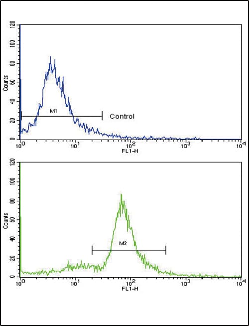MCCC2 / MCCB Antibody (aa163-189)