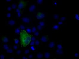 NPR3 Antibody (clone OTI4C3)