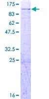 Human AFG3L2 Protein (Recombinant GST)