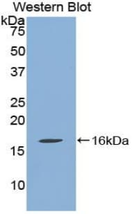 QSOX1 / QSCN6 Antibody (aa394-519, Biotin)