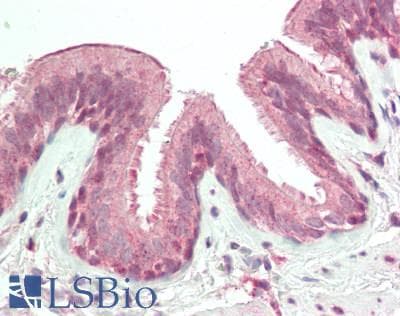 RNF165 Antibody (aa201-250)