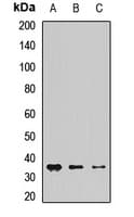 CHMP1A Antibody