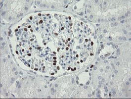 MAFB Antibody (aa32-320, clone OTI1E9)
