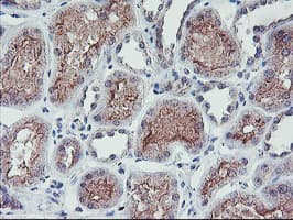 RFXANK Antibody (clone OTI2G7)