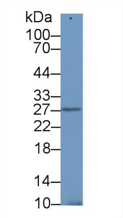 SDF4 Antibody (aa154-362)