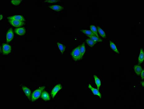 SCGB1A1 / Uteroglobin Antibody