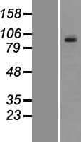 PCDHGC3 / PCDH2 Protein (Over-Expression Lysate Myc-DDK (Flag))