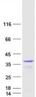 Human DNAJC9 Protein (Recombinant Myc-DDK (Flag))