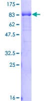 Human RABEP2 Protein (Recombinant GST)