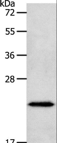 NEUROG1 / NGN1 / Neurogenin 1 Antibody