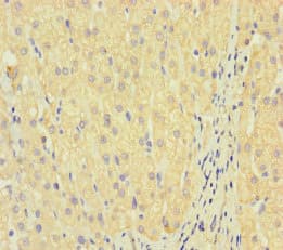 Polyclonal Rabbit anti-Human LAIR2 / CD306 Antibody