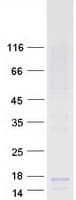 Human C17orf64 Protein (Recombinant Myc-DDK (Flag))