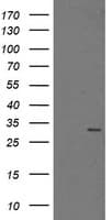 PSMA6 Antibody (clone OTI1A4)