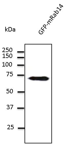 IHC-plus™ Polyclonal Goat anti-Mouse RAB14 Antibody (C-Terminus, IHC, IF, WB)