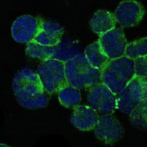 ITK / EMT Antibody (aa2-120, clone 5G6)