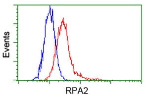 RPA2 / RFA2 / RPA34 Antibody (clone OTI7C12)