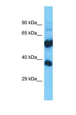 OR52E2 Antibody (C-Terminus)