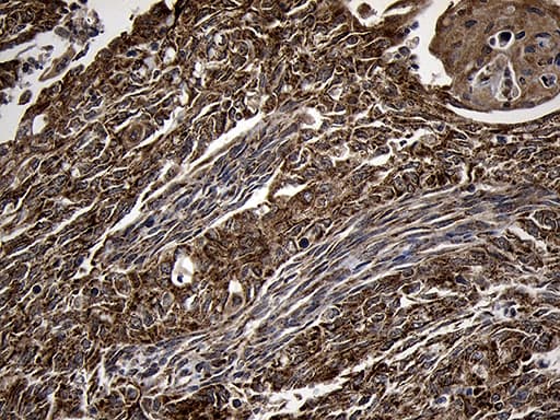 AIFM1 / AIF / PDCD8 Antibody (aa134-483, clone OTI4E6, Carrier-free)