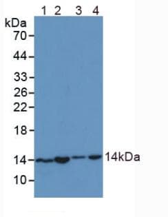 SNRPD1 / SMD1 Antibody (aa1-119)