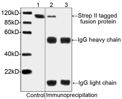 Monoclonal Mouse Streptavidin Antibody (clone 5A9F9, IF, WB)