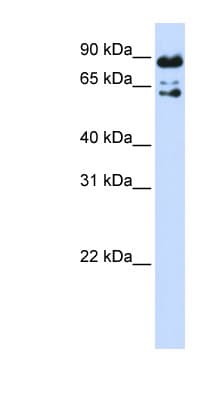 PPWD1 Antibody (aa540-589)