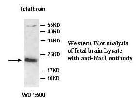 RAC1 Antibody