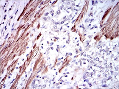 GSTM1 Antibody (clone 1H4A4)