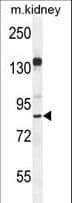 MYSM1 Antibody (aa111-139)
