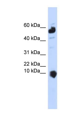 C1orf151 Antibody (C-Terminus)