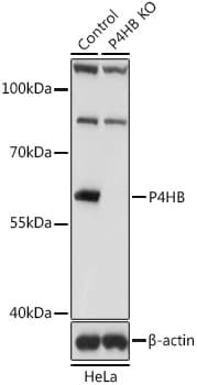 IHC-plus™ PDI / P4HB Antibody