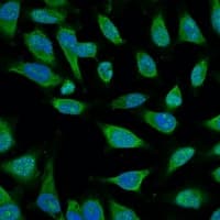 HSPA1L Antibody