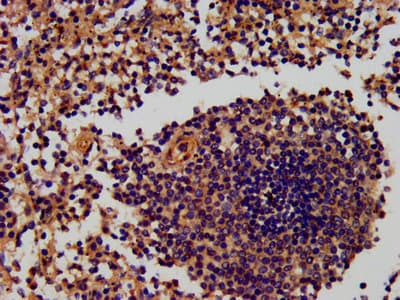 RNF7 Antibody