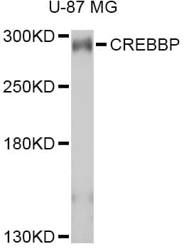 CREBBP / CREB Binding Protein Antibody