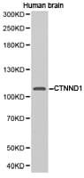 CTNND1 / p120 Catenin Antibody