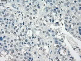 SSX2 Antibody (clone OTI4D10, Carrier-free)