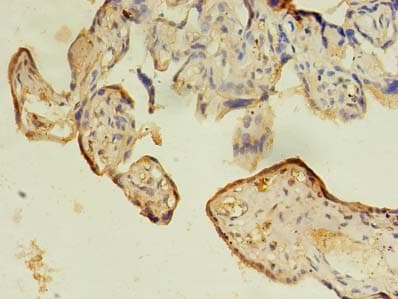 Polyclonal Rabbit anti-Human IFRD2 Antibody (IHC, WB)