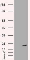 NEUROG1 / NGN1 / Neurogenin 1 Antibody (clone OTI10B10)