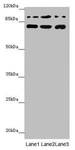 COG5 Antibody