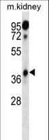 HOXA1 Antibody (aa191-219)