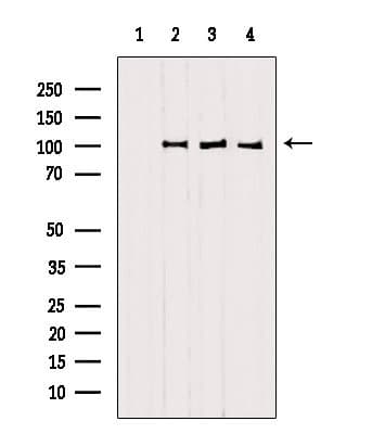 SFPQ Antibody