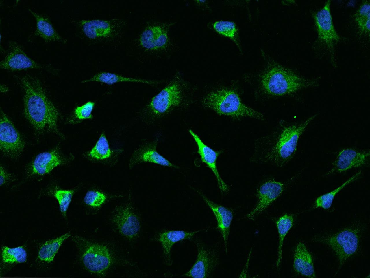 ASB9 Antibody