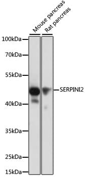 SERPINI2 / PANCPIN Antibody