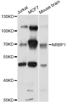 NRBP1 / NRBP Antibody