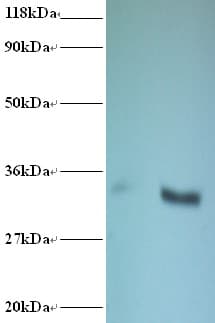 CYB5R3 / B5R Antibody (FITC)