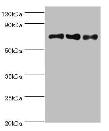 NCL / Nucleolin Antibody (aa411-710)